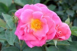 Photo of Pink Freedom Rose